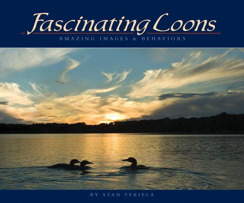 Fascinating Loons